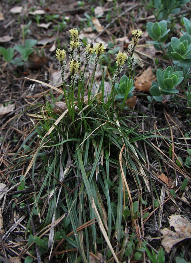 Изображение особи Carex ericetorum.