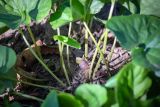 Asarum sieboldii. Цветки среди отросших листьев. Приморский край, хр. Богатая грива (Океанский), широколиственный лес. 12.05.2026.