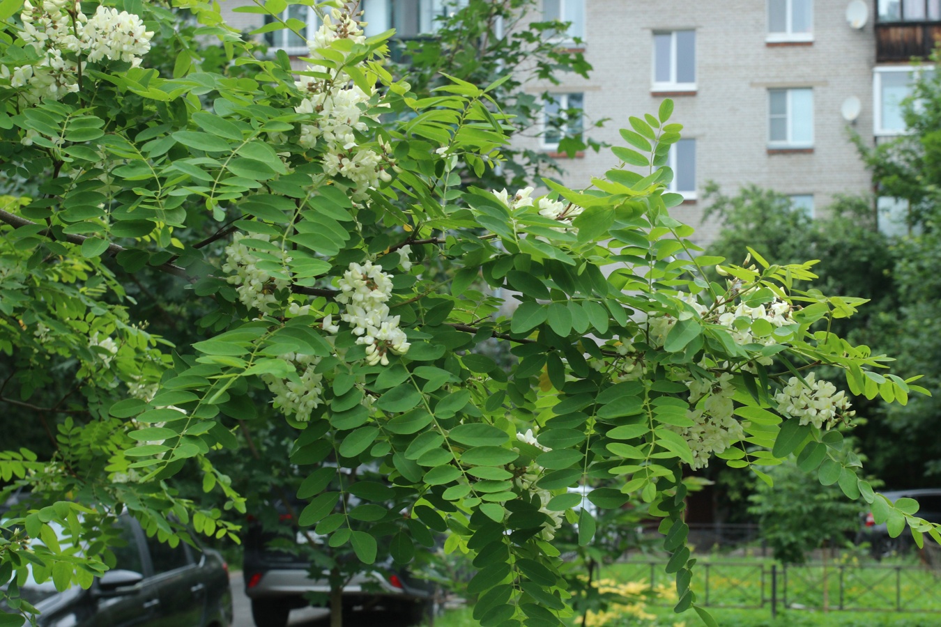 Image of Robinia pseudoacacia specimen.