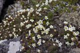 Diapensia obovata