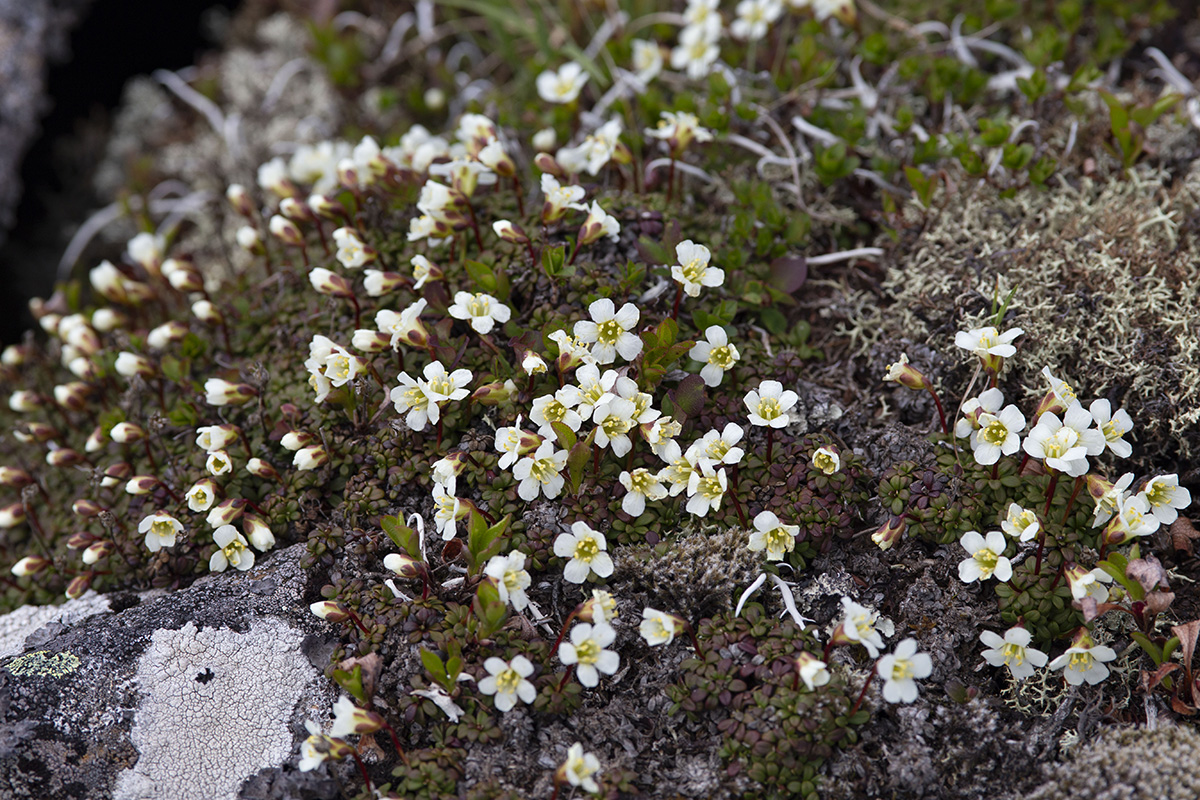 Image of Diapensia obovata specimen.