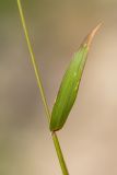 Image of taxon representative. Author is Илья Михеев