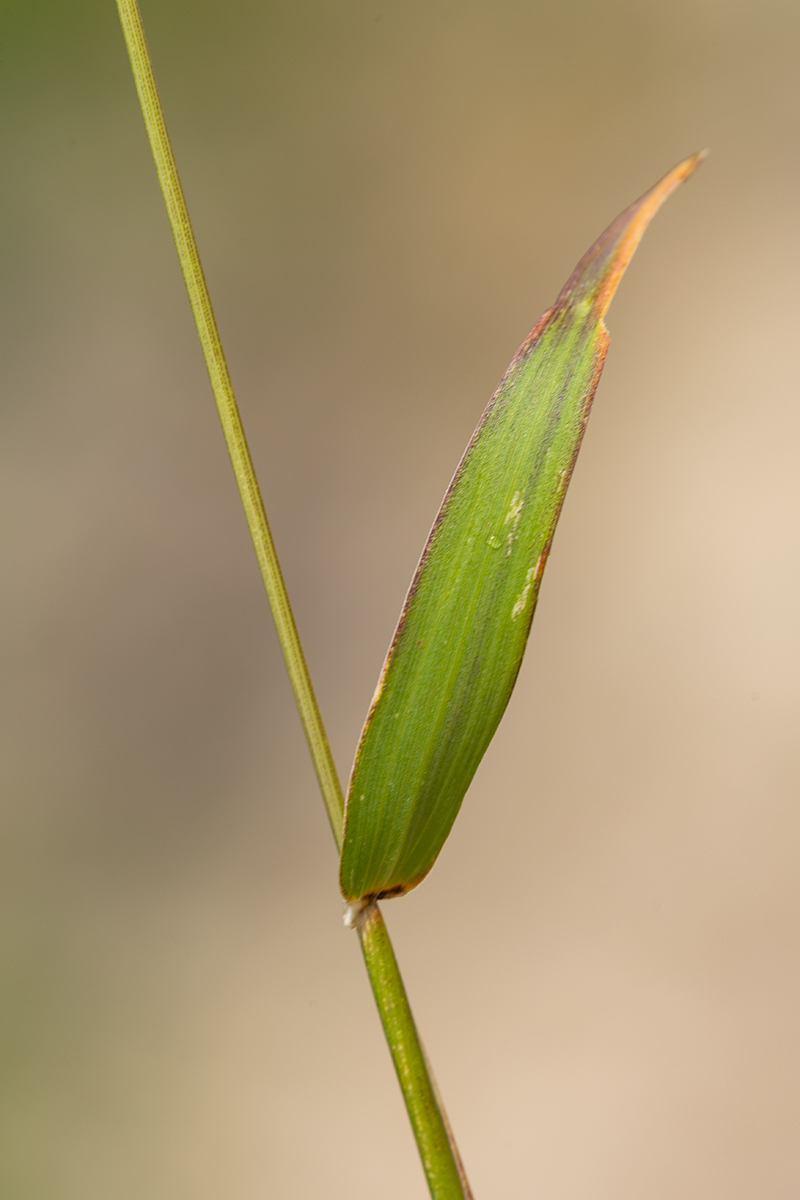 Image of Hordeum leporinum specimen.
