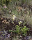 Pulsatilla albana. Цветущее и плодоносящее растение. Кабардино-Балкария, Зольский р-н, северный склон горы Эльбрус, ок. 2900 м н.у.м., альпийский луг. 09.07.2026.