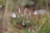 Allium moschatum