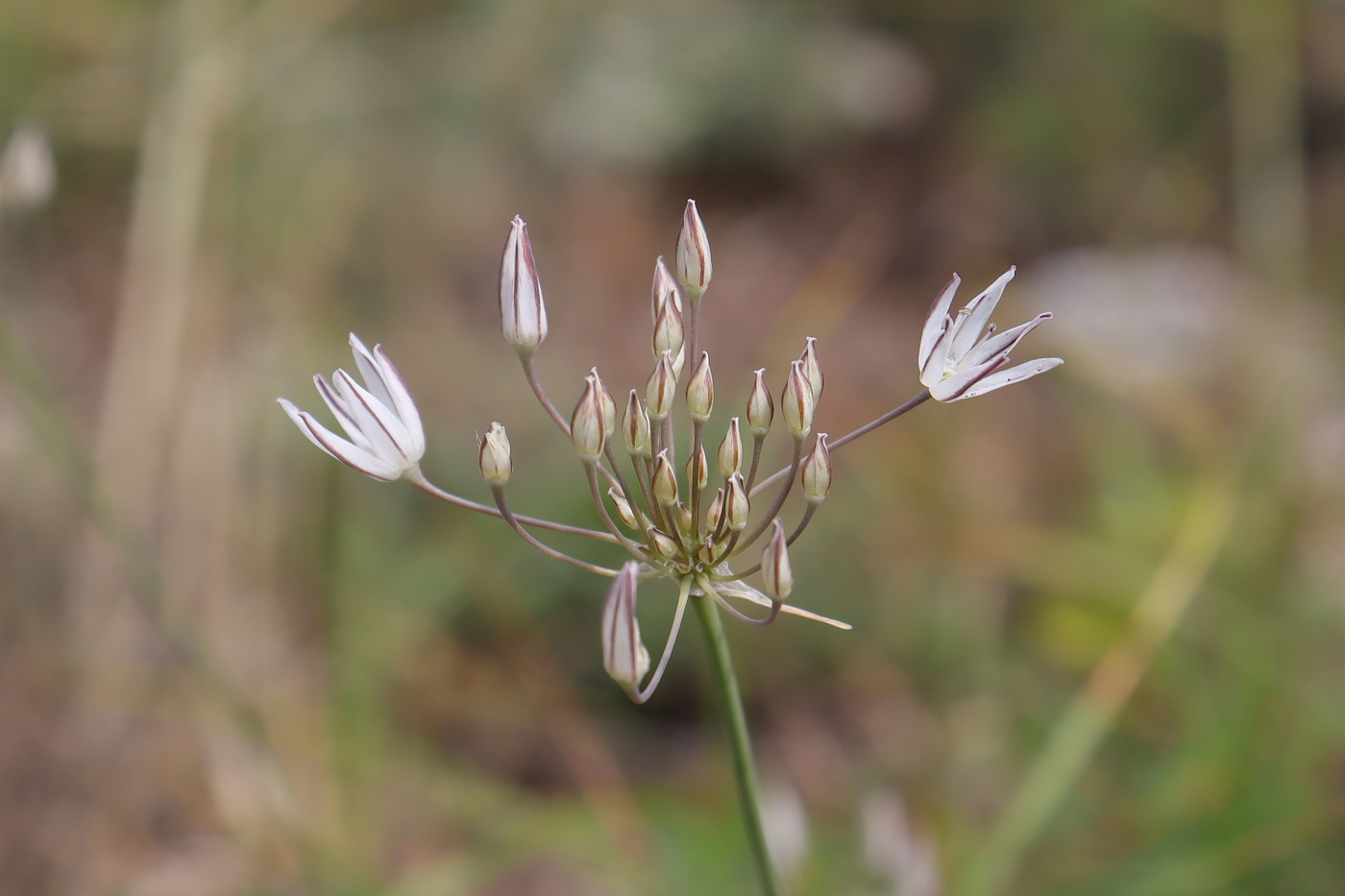 Image of Allium moschatum specimen.
