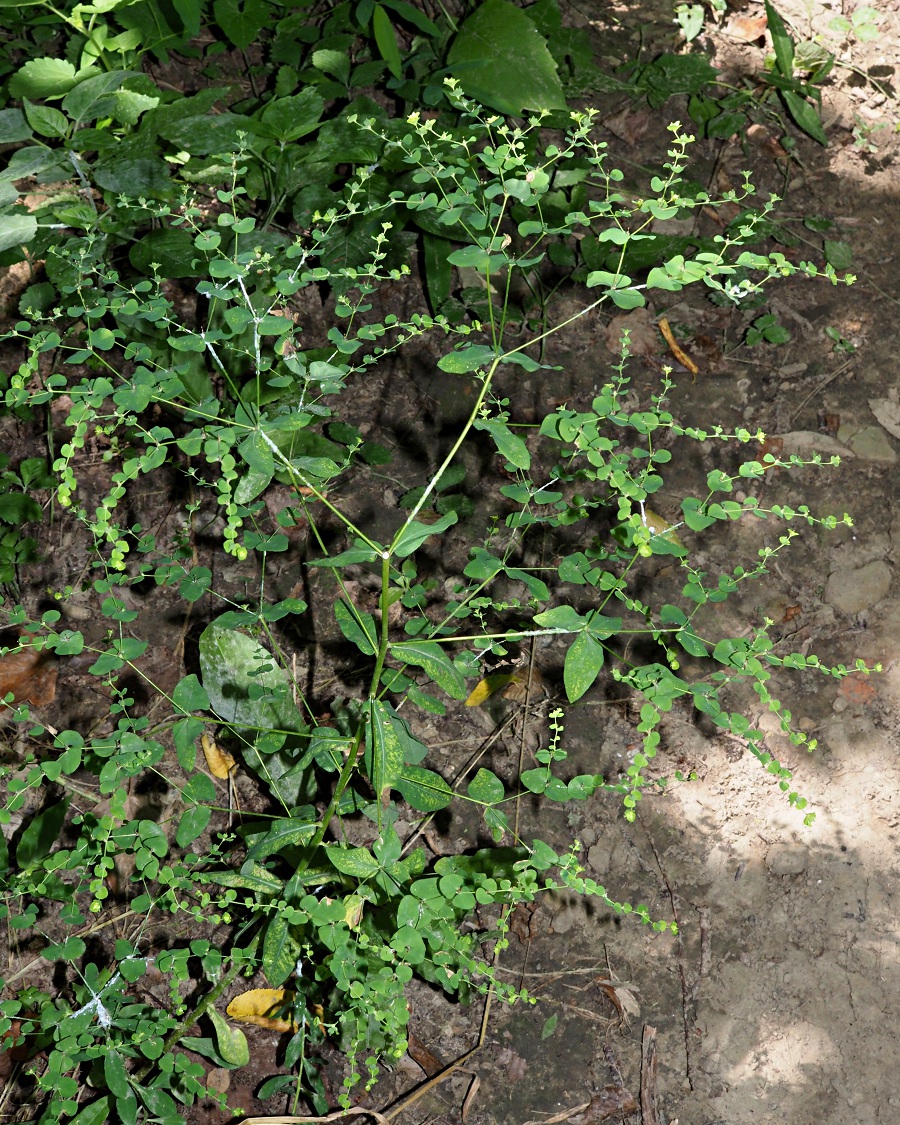Image of genus Euphorbia specimen.