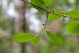 Frangula alnus. Часть ветви с листьями и развивающимися плодами. Беларусь, Брестская обл., Каменецкий р-н, окр. дер. Бобинка, смешанный сосново-лиственный лес. 02.07.2026.