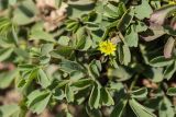 Sibbaldia parviflora. Цветок и листья. Кабардино-Балкария, Чегемский р-н, дол. р. Чегем, окр. т/б \"Башиль\", склон пика Турист, ≈ 2500 м н.у.м., мелкозёмистый осыпной склон. 03.08.2026.