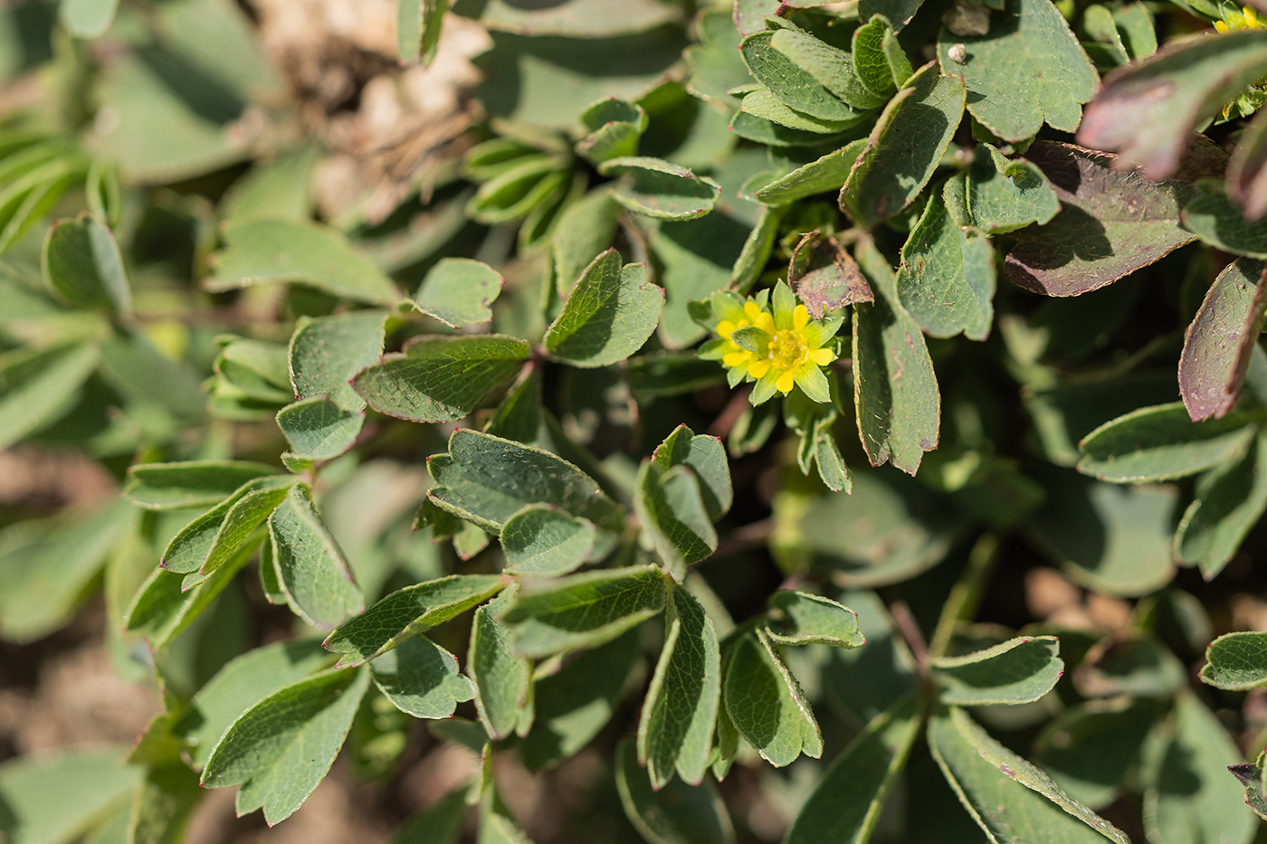 Image of Sibbaldia parviflora specimen.