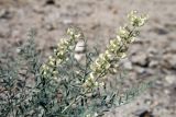Goebelia pachycarpa