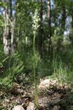род Pedicularis. Цветущее растение. Таджикистан, Согдийская обл., Айнинский р-н; Памиро-Алай, Фанские горы, побережье оз. Искандеркуль, дол. р. Сарытаг, ≈ 2290 м н.у.м., лиственный пойменный лес. 25 июня 2026 г.