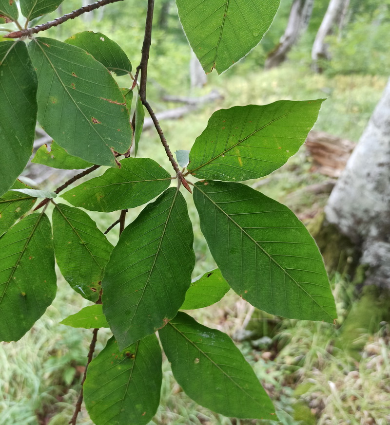 Image of Fagus orientalis specimen.