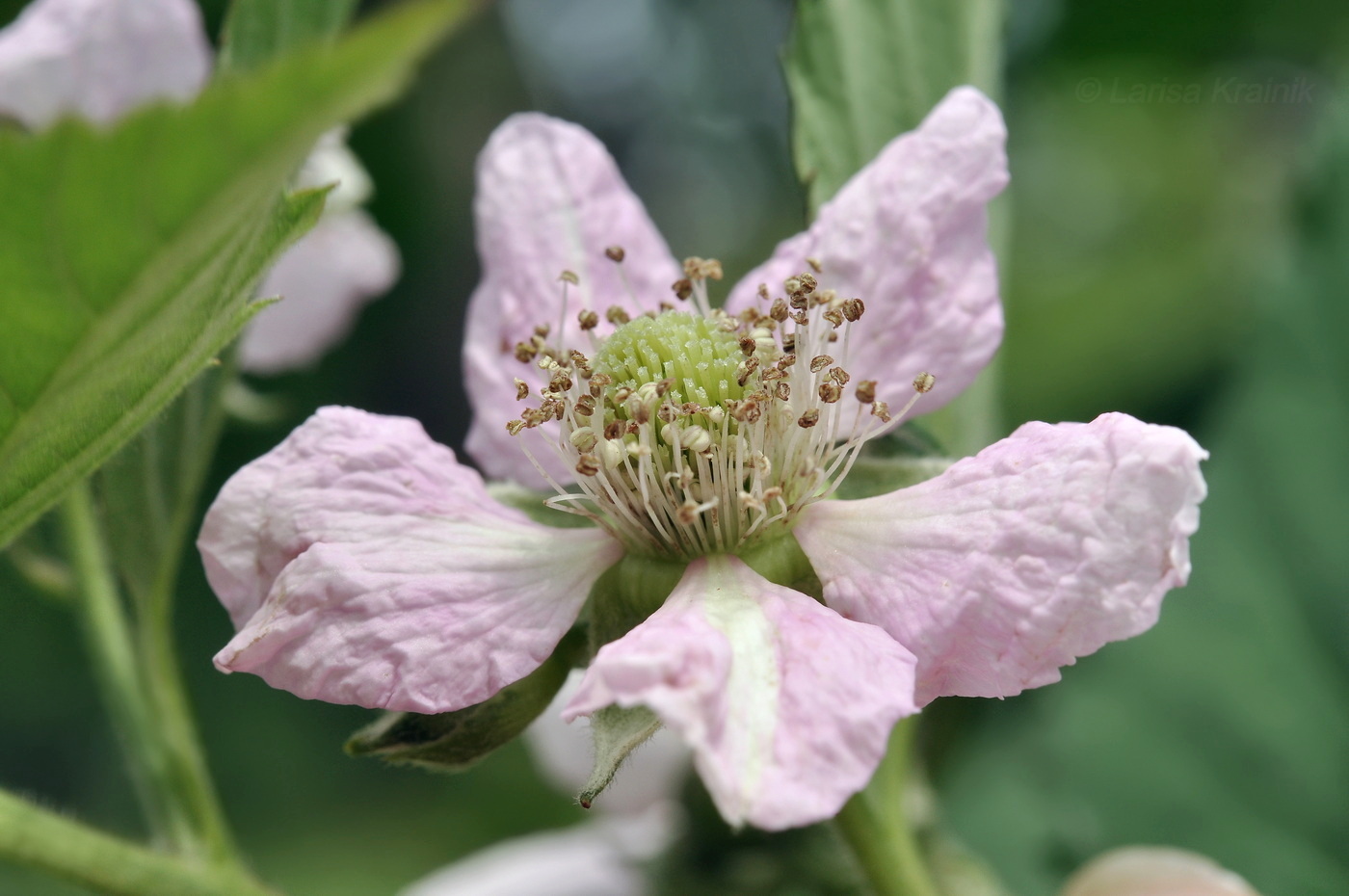 Изображение особи род Rubus.
