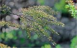 Spiraea × cinerea. Ветви с созревающими плодами. Московская обл., Раменский р-н, окр. дер. Хрипань, садовый участок. 13.06.2026.