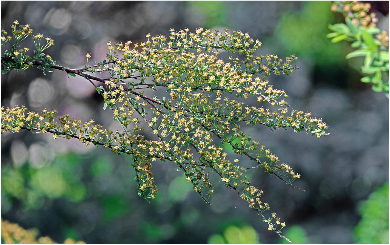 Image of Spiraea × cinerea specimen.