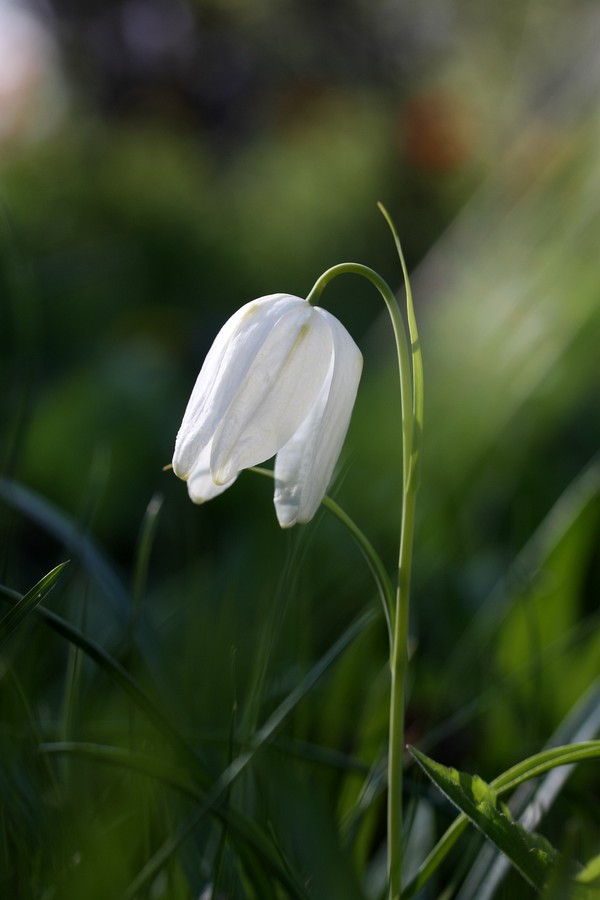Image of Fritillaria meleagris specimen.