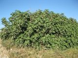 Ficus carica