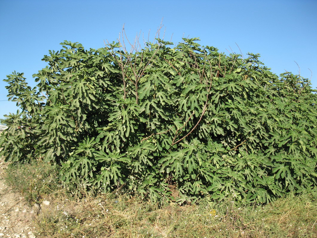 Изображение особи Ficus carica.