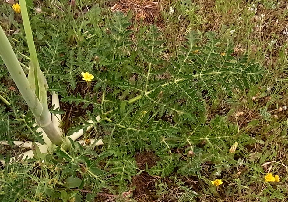 Image of Thapsia villosa specimen.