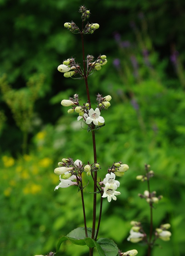 Изображение особи Penstemon digitalis.