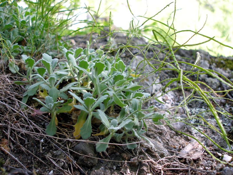 Image of Arabis caucasica specimen.