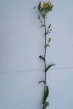 Picris hieracioides