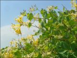 Lonicera etrusca. Побеги с соцветиями. Черноморское побережье Кавказа, окрестности Новороссийска, близ мыса Шесхарис, щебнистый склон. 05.06.2010.