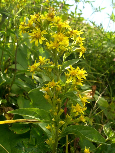 Изображение особи Solidago armena.