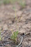 Erodium cicutarium. Плодоносящее растение. Таджикистан, заповедник \"Тигровая балка\", кордон \"Дарё-Куль\". 16.04.2011.