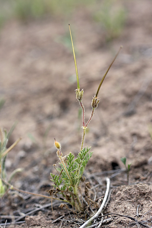 Изображение особи Erodium cicutarium.