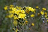 Hieracium umbellatum