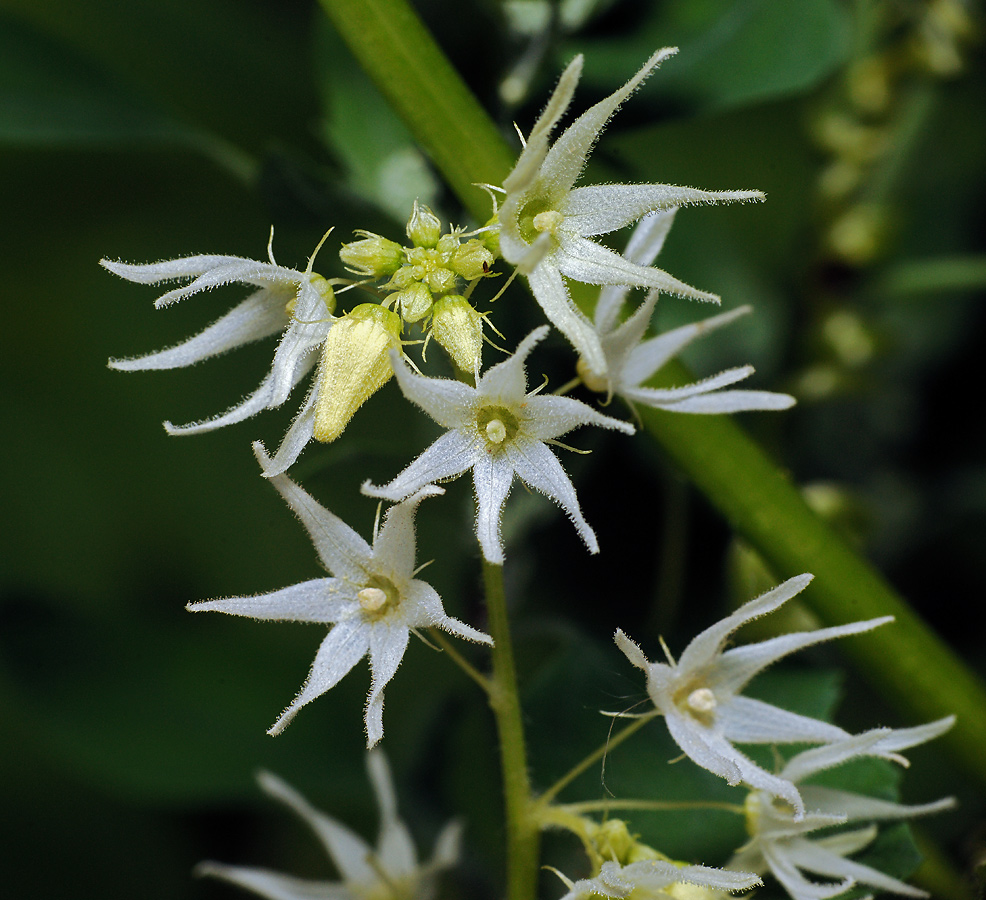 Изображение особи Echinocystis lobata.