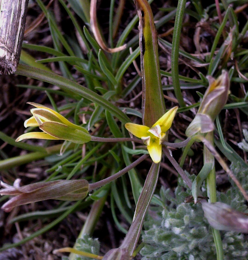 Image of genus Gagea specimen.