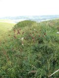 Sanguisorba officinalis