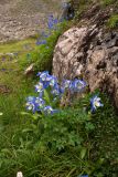 genus Aquilegia. Цветущие растения. Забайкалье, хребет Кодар. 22.07.2007.