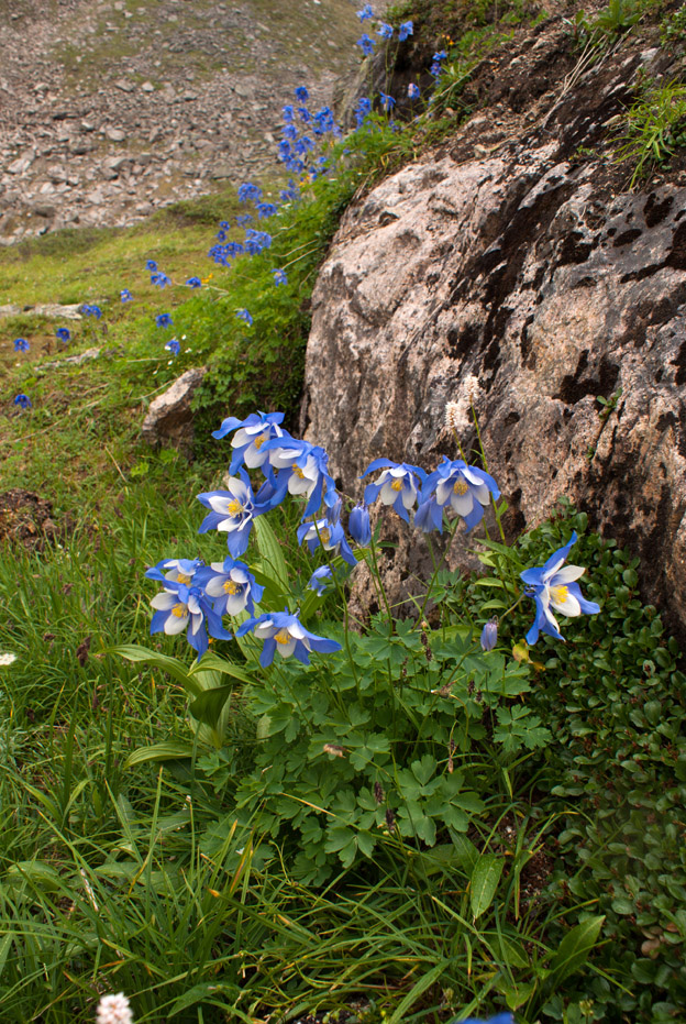 Изображение особи род Aquilegia.