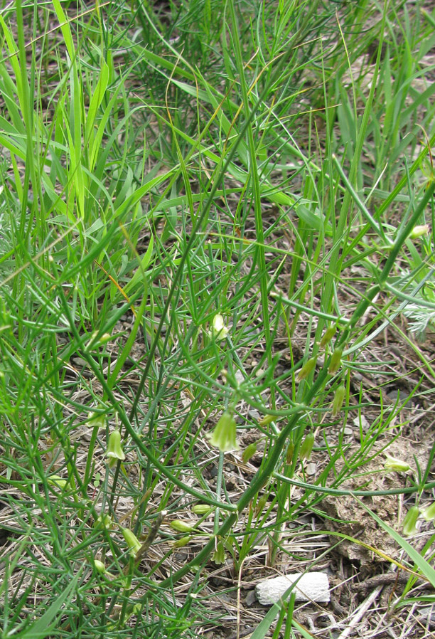 Image of Asparagus dauricus specimen.