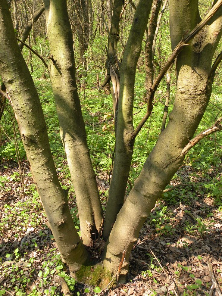 Image of Acer tataricum specimen.