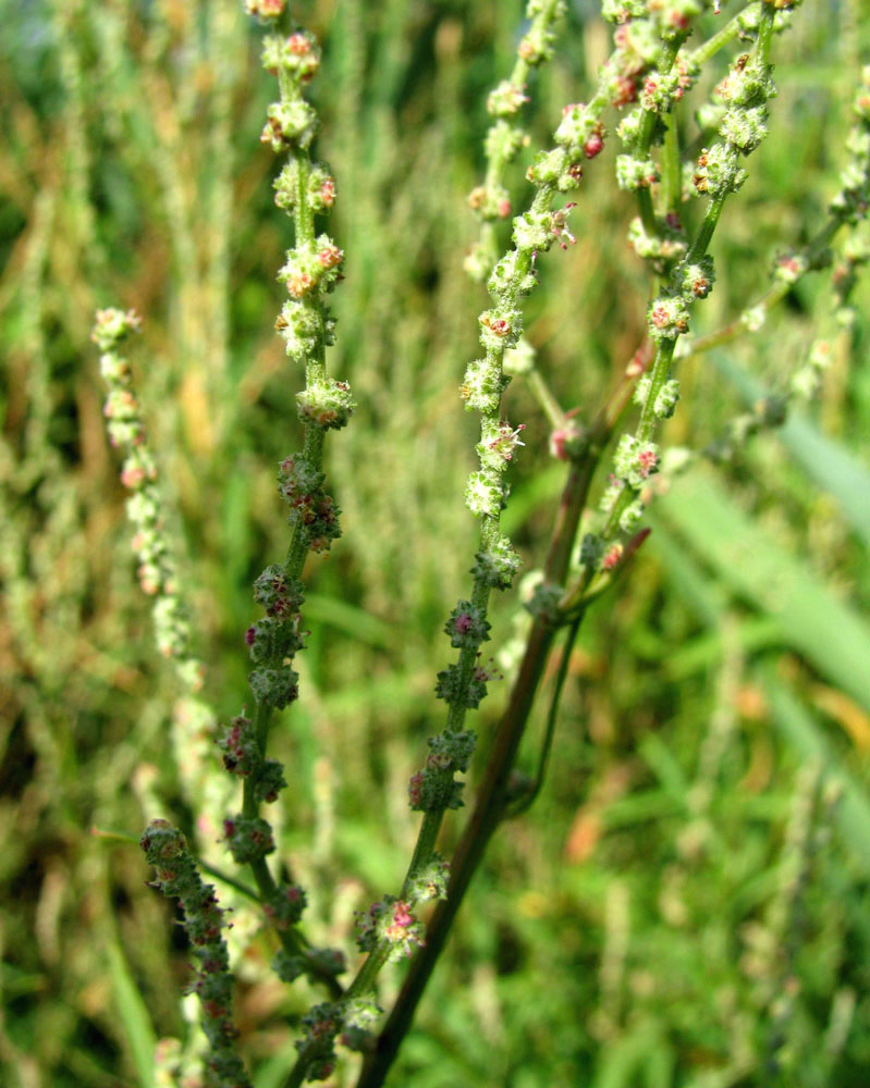 Изображение особи Atriplex intracontinentalis.