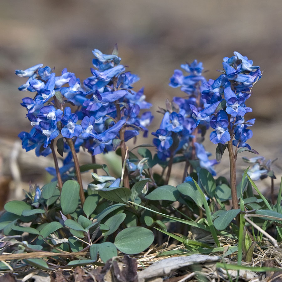 Изображение особи Corydalis ambigua.