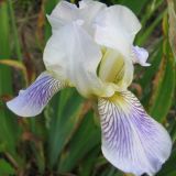 Iris squalens