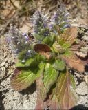 Ajuga orientalis. Цветущее растение. Черноморское побережье Кавказа, Новороссийск, близ с. Южная Озереевка, шибляк. 25 марта 2012 г.