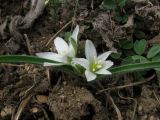 Ornithogalum fimbriatum. Цветущее растение. Крым, Симферополь, Марьино, степной склон. 14 апреля 2012 г.