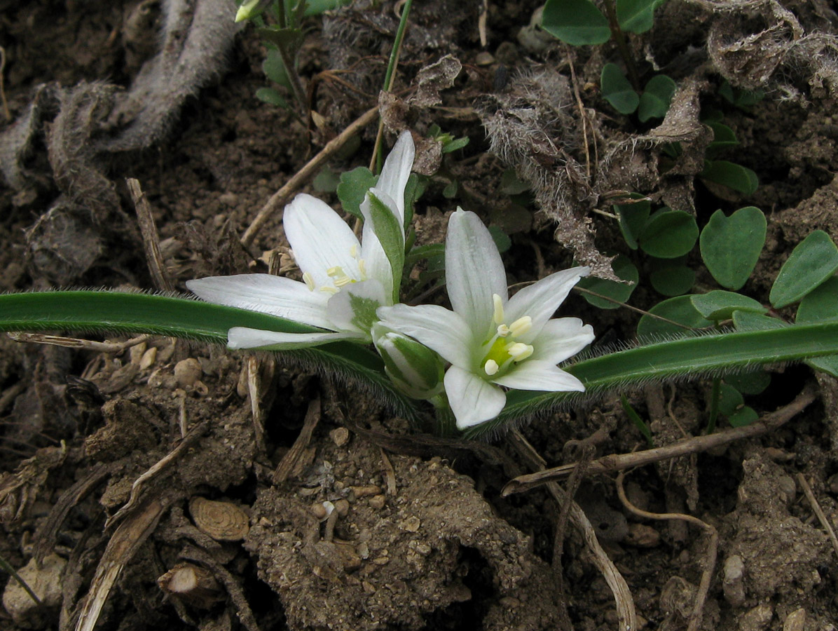 Изображение особи Ornithogalum fimbriatum.