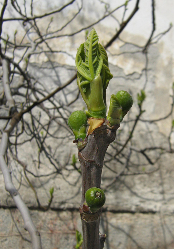 Image of Ficus carica specimen.