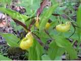 Cypripedium calceolus