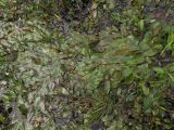 Potamogeton polygonifolius