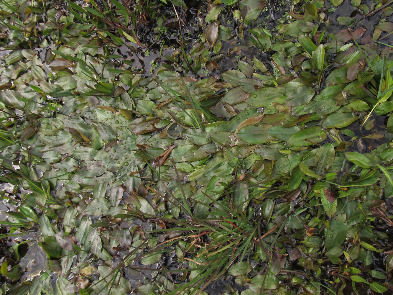 Изображение особи Potamogeton polygonifolius.