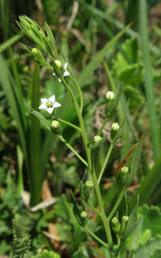 Изображение особи Thesium ramosum.